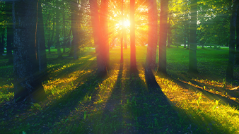 Holz ist in! Warum nachhaltige Kugelschreiber so stark gefragt sind