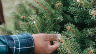 Zollstock einstecken! So finden Sie den perfekten Weihnachtsbaum