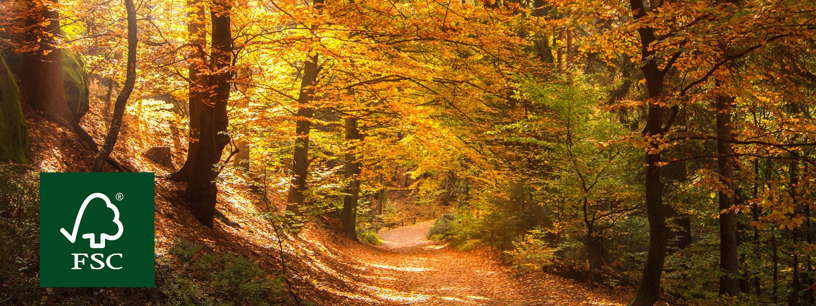 #FSCFriday2020 – Beim Stifte-Kauf auch immer an den Wald denken