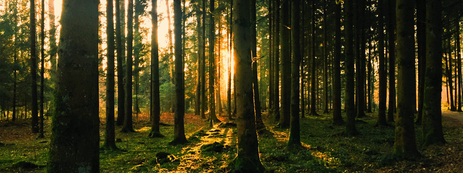 Typisch Schwarzwald: Uma Black Forest Pens