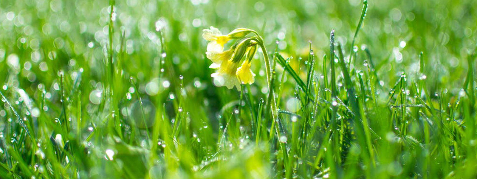 So grün wird der Frühling: Prodir DS8 gibt‘s jetzt auch als True Biotic