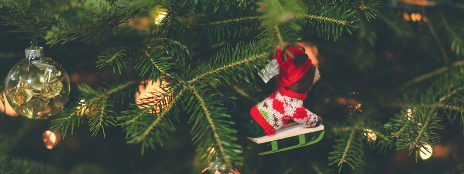 Zollstock einstecken! So finden Sie den perfekten Weihnachtsbaum